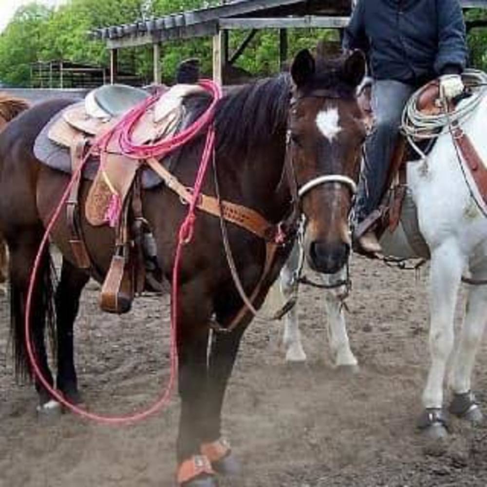 Meet your Posher, Kelly